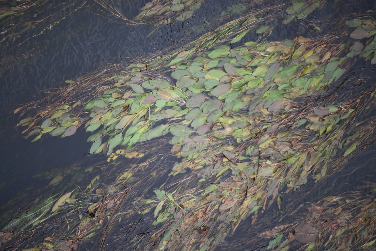 Potamogeton nodosus Poir.